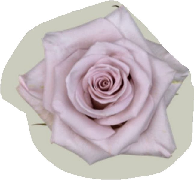 <h4>Rosa Garden Monroe</h4>