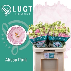 Lisianthus do alissa pink