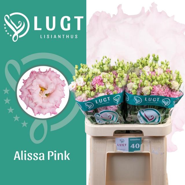 <h4>Lisianthus do alissa pink</h4>