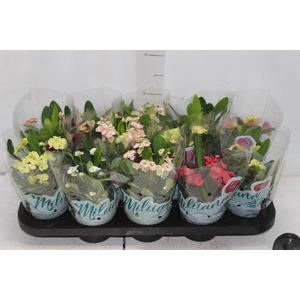 EUPHORBIA MILII MILIIANA P11