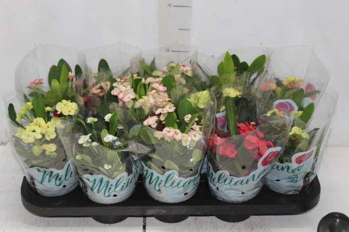 <h4>EUPHORBIA MILII MILIIANA P11</h4>