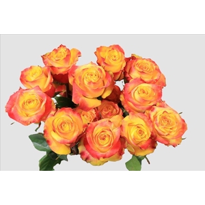 Rosa ec news flash