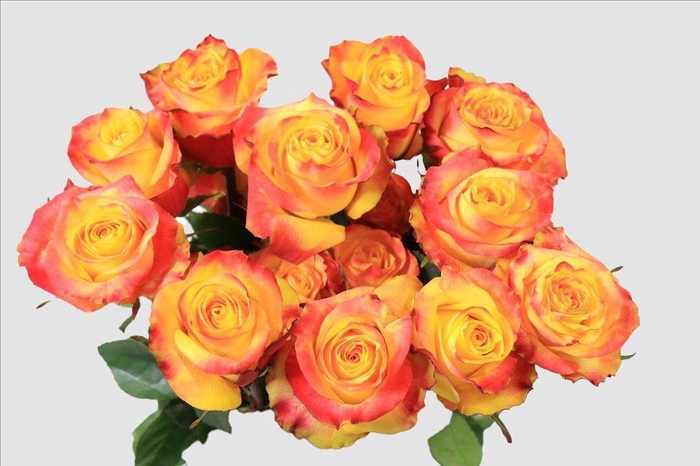 <h4>Rosa ec news flash</h4>