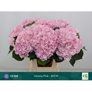 Hydrangea  'Verena'