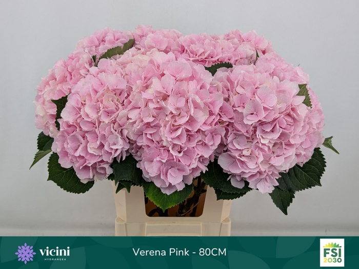 <h4>Hydrangea  'Verena'</h4>