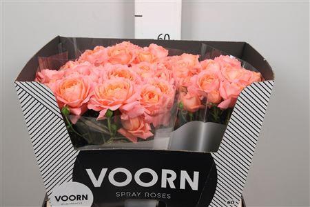 <h4>R Tr Wild Miracle</h4>