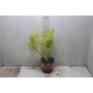 PHILODENDRON SELLOUM GOLD P17