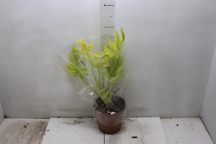 <h4>PHILODENDRON SELLOUM GOLD P17</h4>