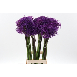 Allium Purple Sens