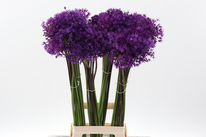 <h4>Allium Purple Sens</h4>