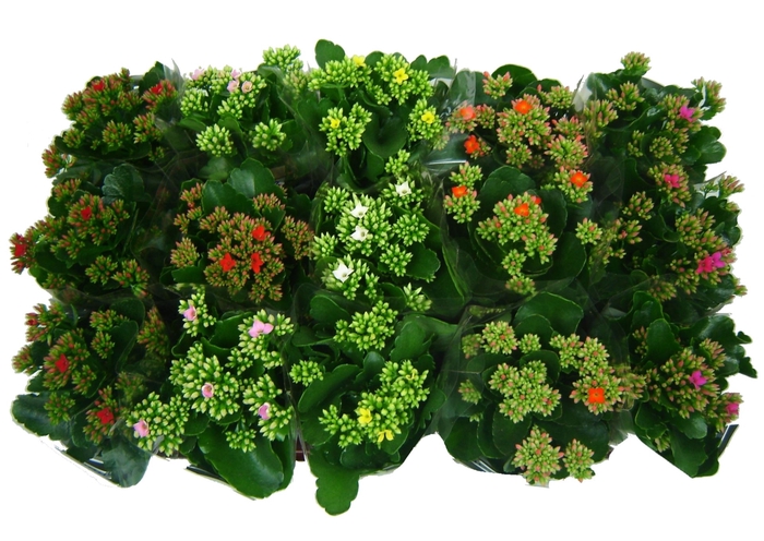 <h4>Kalanchoe</h4>