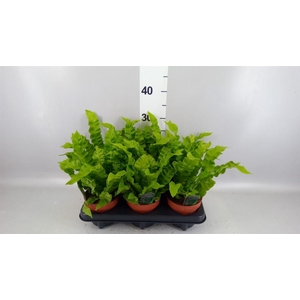 Asplenium nidus 'Crispy Wave'