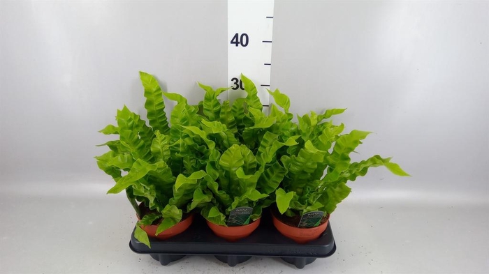 <h4>Asplenium nidus 'Crispy Wave'</h4>