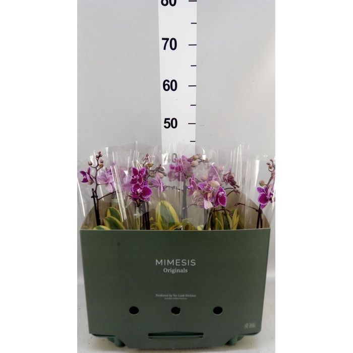 <h4>Phalaenopsis multi. 'Magic Leaf'</h4>