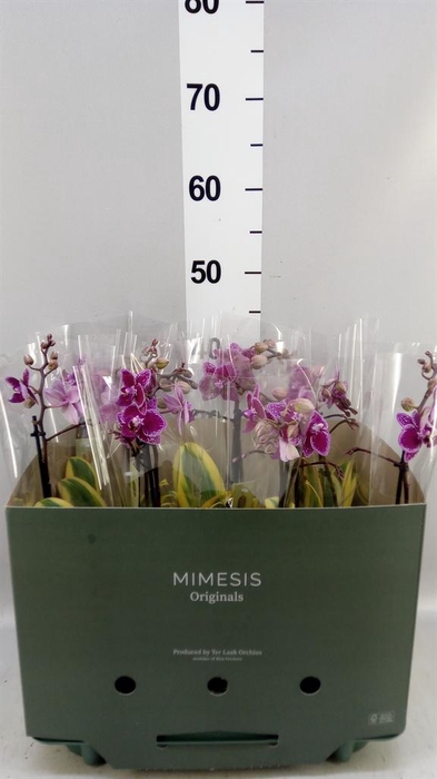 Phalaenopsis multi. 'Magic Leaf'