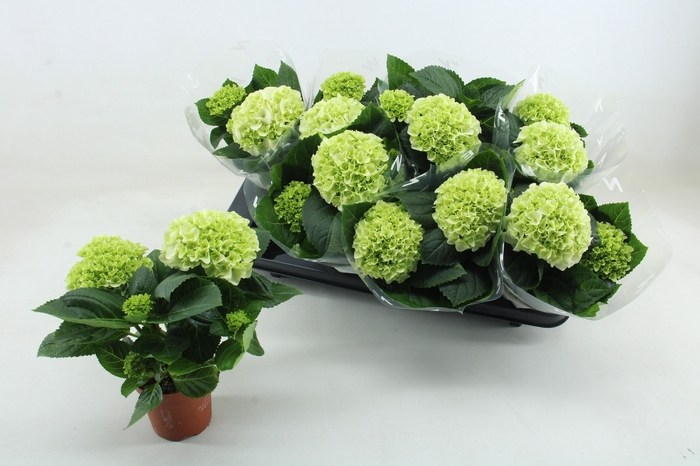 <h4>HYDR M HI WHITE SUN</h4>