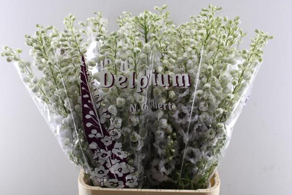 <h4>Delph El Dew Spijker L 95</h4>