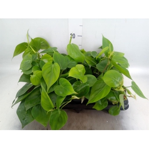 Philodendron scand.