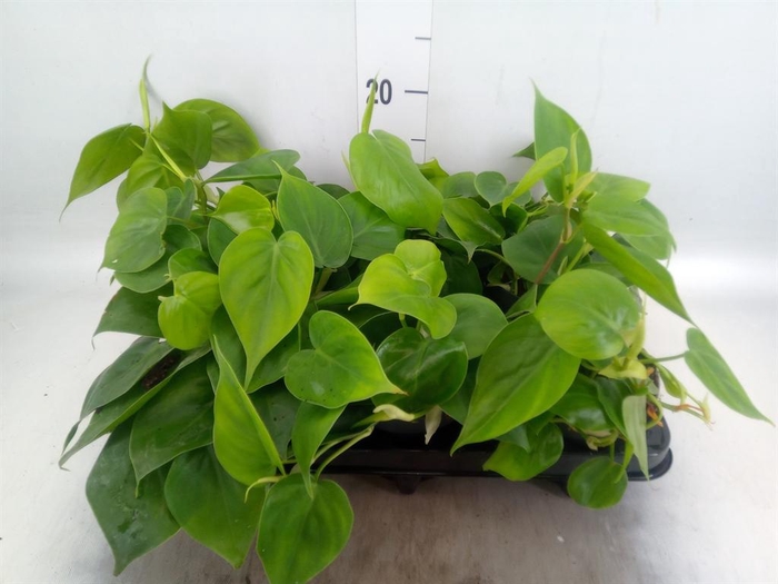 <h4>Philodendron scand.</h4>