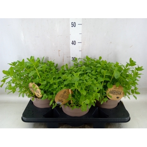 Mentha spicata