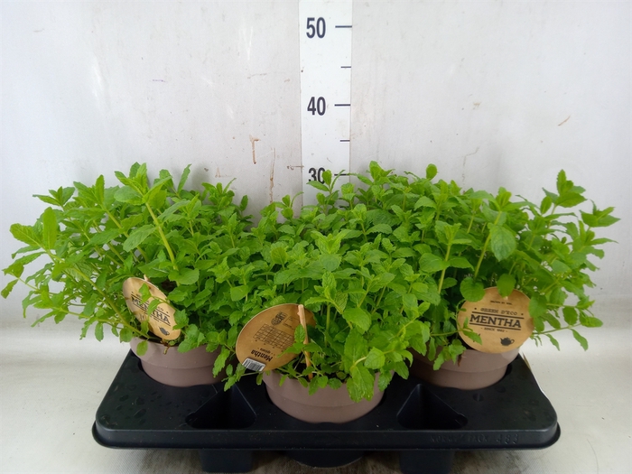 <h4>Mentha spicata</h4>