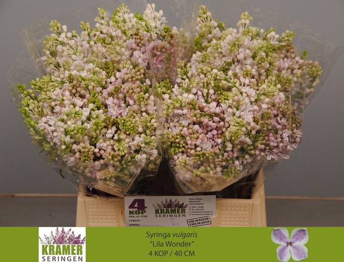 <h4>SYR V LILA WONDER</h4>