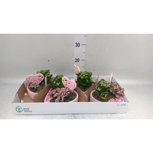 Arr.    Planten  L%