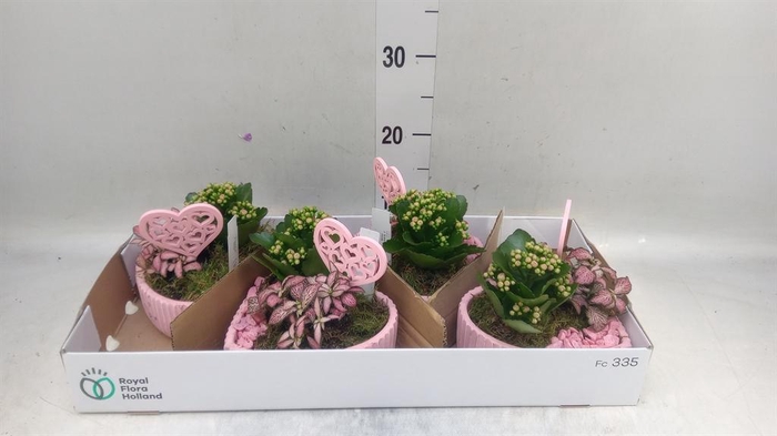 <h4>Arr.    Planten  L%</h4>