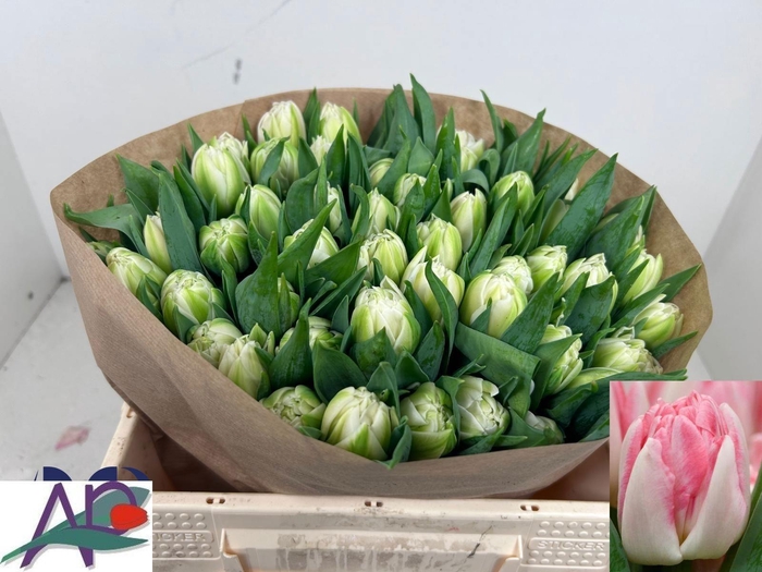 <h4>TU DU FOXTROT</h4>