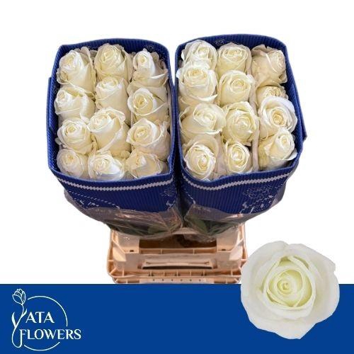 <h4>R GR TIBET!</h4>