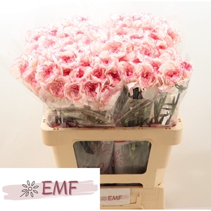 DI ST PASTEL DAMASCUS