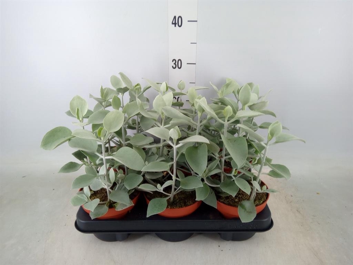 <h4>Kalanchoe NF ...</h4>