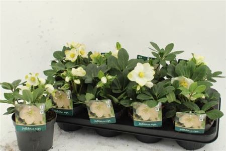 arr8 Hell Ni Advent Star