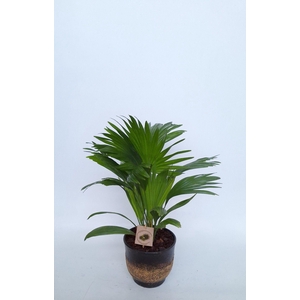 LIVISTONA ROTUNDIFOL