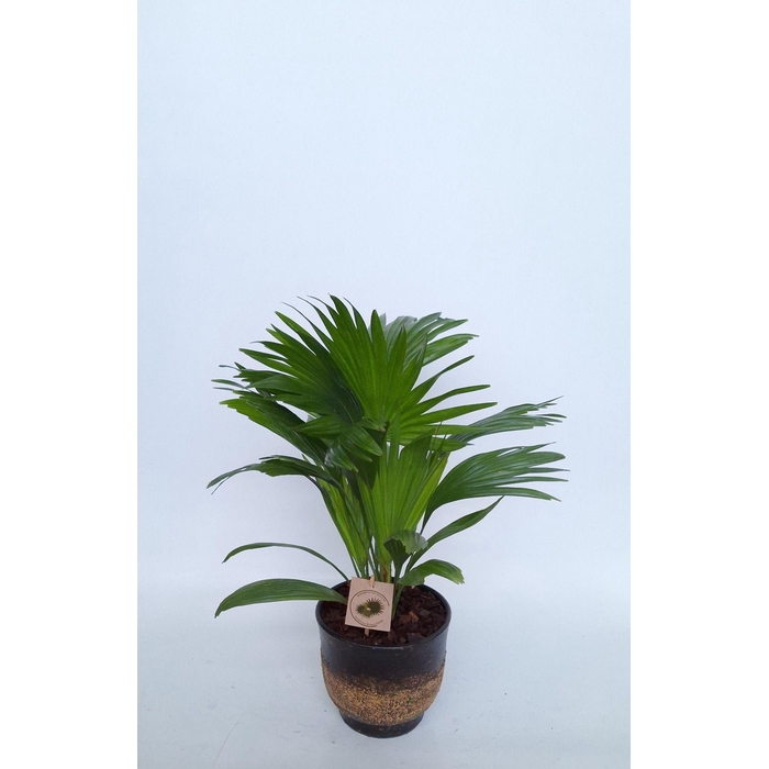 <h4>LIVISTONA ROTUNDIFOL</h4>