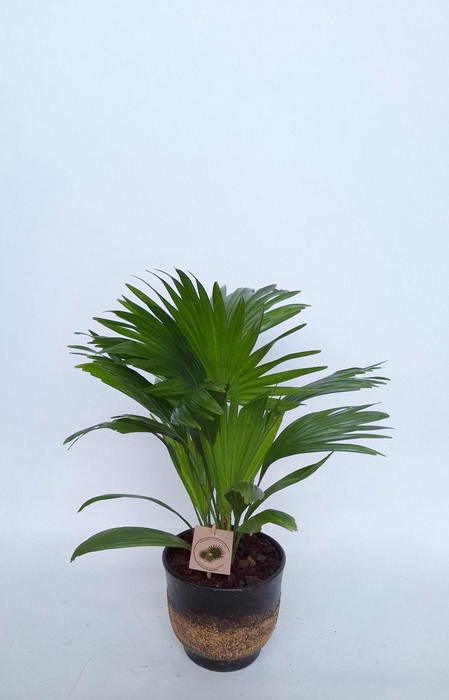 LIVISTONA ROTUNDIFOL