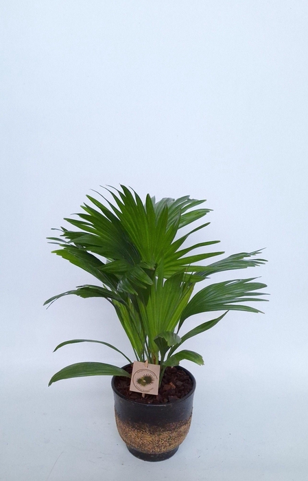 <h4>Livistona in Pot Aico brown D17</h4>