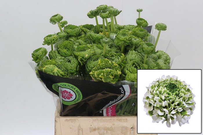 <h4>RANUNCULUS OV</h4>