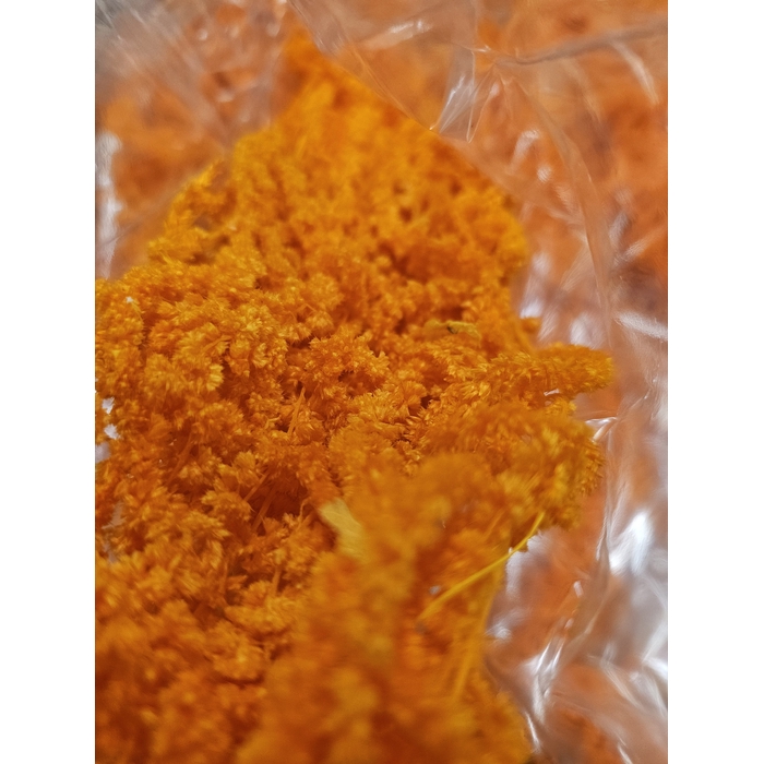 <h4>GESTABILISEERD AMARANTHUS (H) ORANJE</h4>