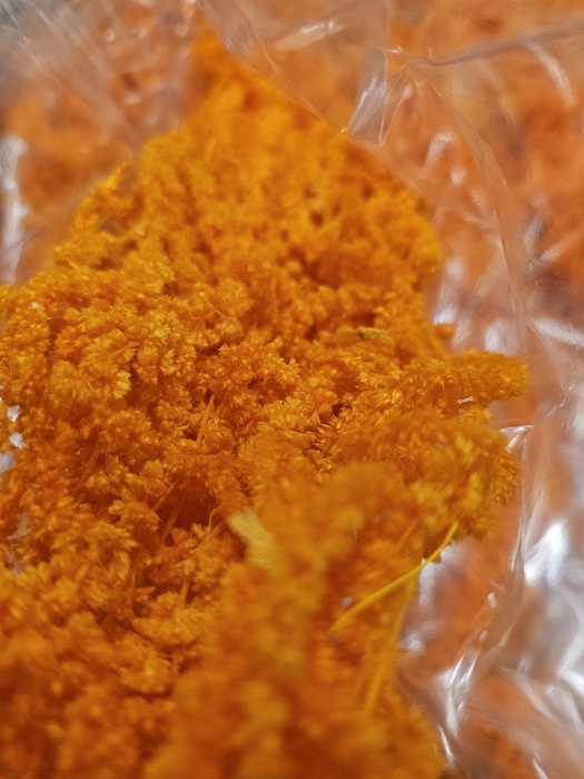 GESTABILISEERD AMARANTHUS (H) ORANJE