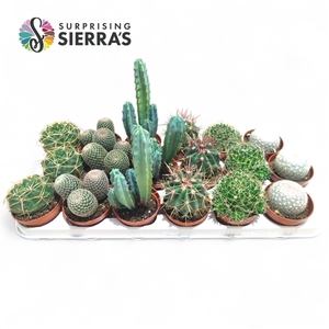 Sierra's® - Santiago Cactus Mix (Deluxe)