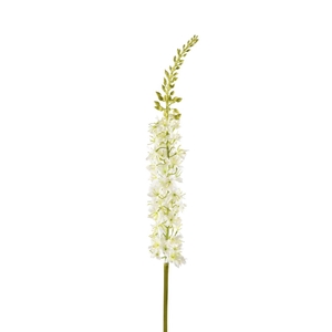 Eremurus 94cm