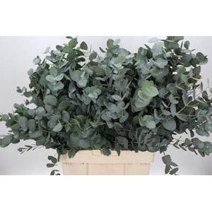 EUC. CINEREA 300 GR ZA