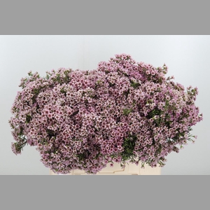 Chame Un Jupiter Sol