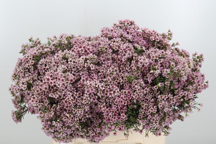 <h4>Chame Un Jupiter Sol</h4>