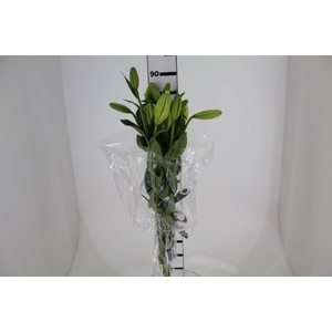 LIRIO RODENGO 090 CM HT 2/3 FLS BRANCO
