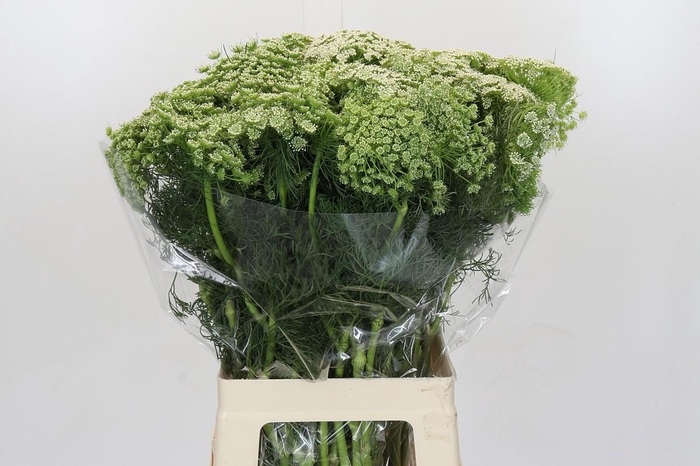<h4>Ammi Visnaga</h4>