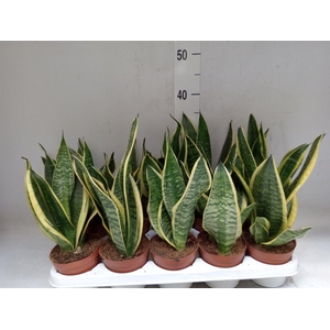 Sansevieria trifa. 'Futura Superba'