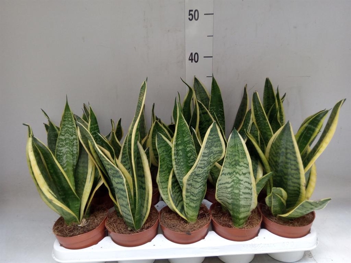 <h4>Sansevieria trifa. 'Futura Superba'</h4>