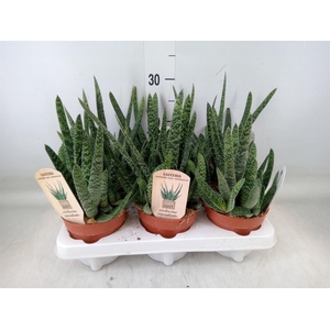 Gasteria